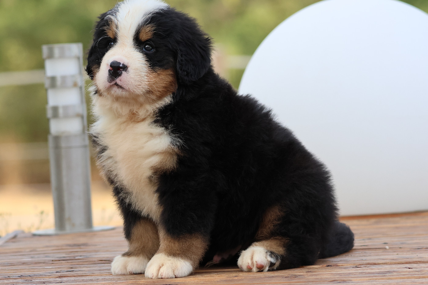 De La Cathedrale Des Ours - Chiots disponibles - Bouvier Bernois
