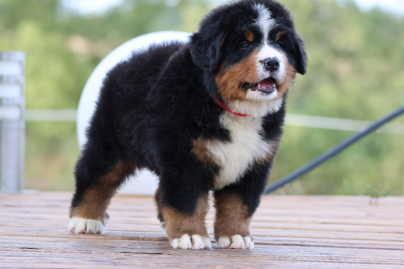 De La Cathedrale Des Ours - Chiots disponibles - Bouvier Bernois