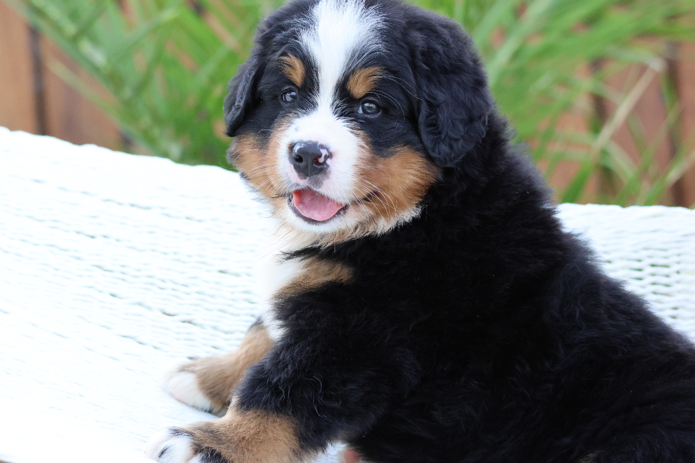 De La Cathedrale Des Ours - Chiots disponibles - Bouvier Bernois