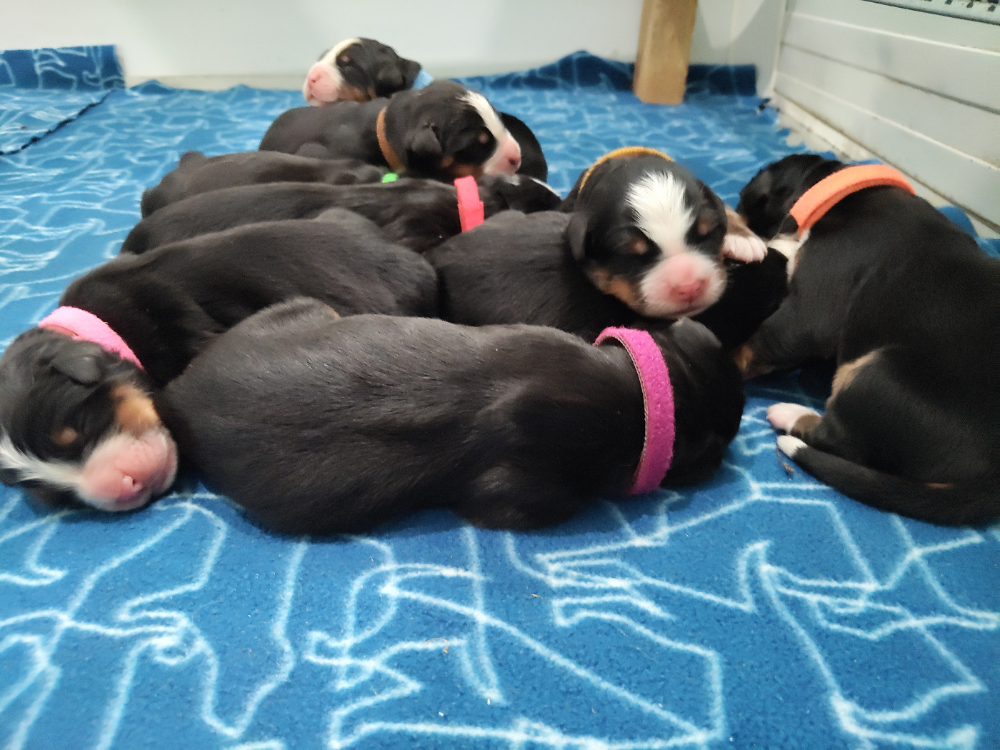 De La Cathedrale Des Ours - Chiots disponibles - Bouvier Bernois