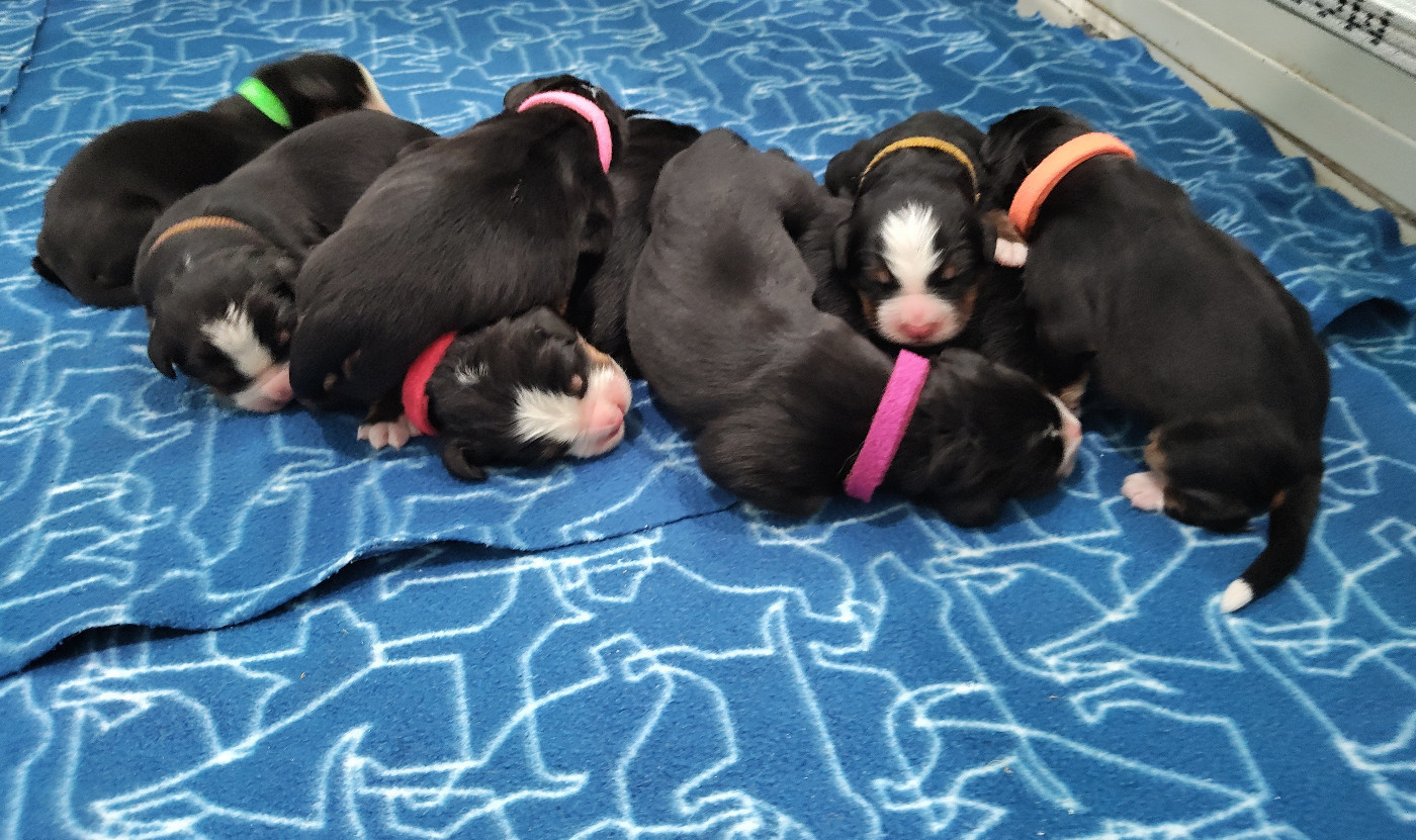 De La Cathedrale Des Ours - Chiots disponibles - Bouvier Bernois