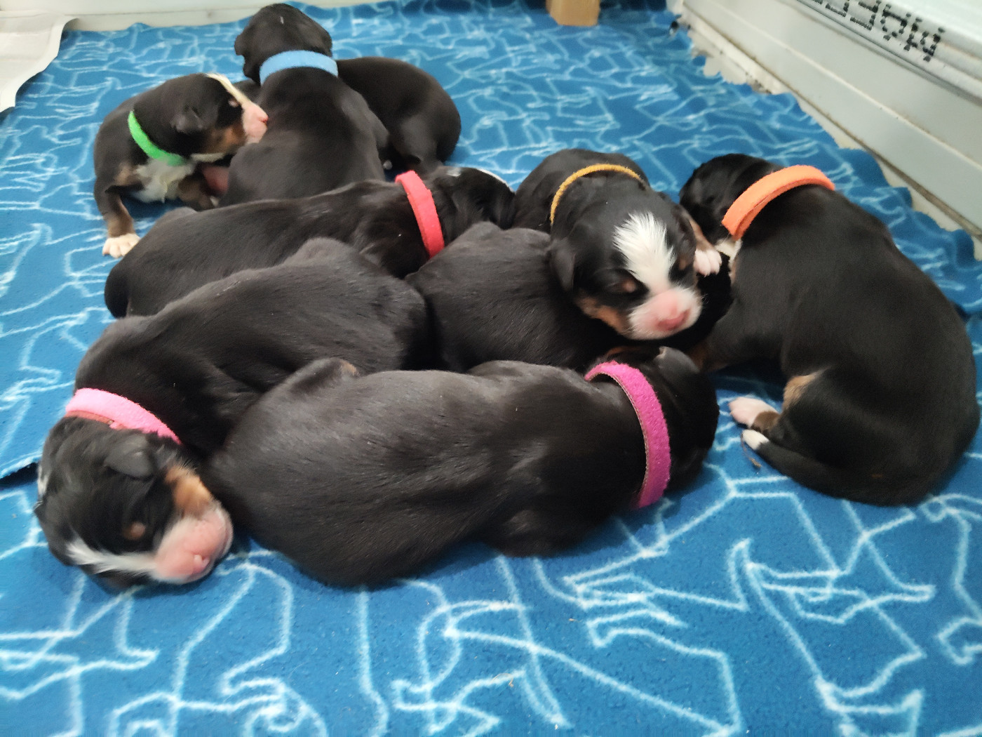 De La Cathedrale Des Ours - Chiots disponibles - Bouvier Bernois