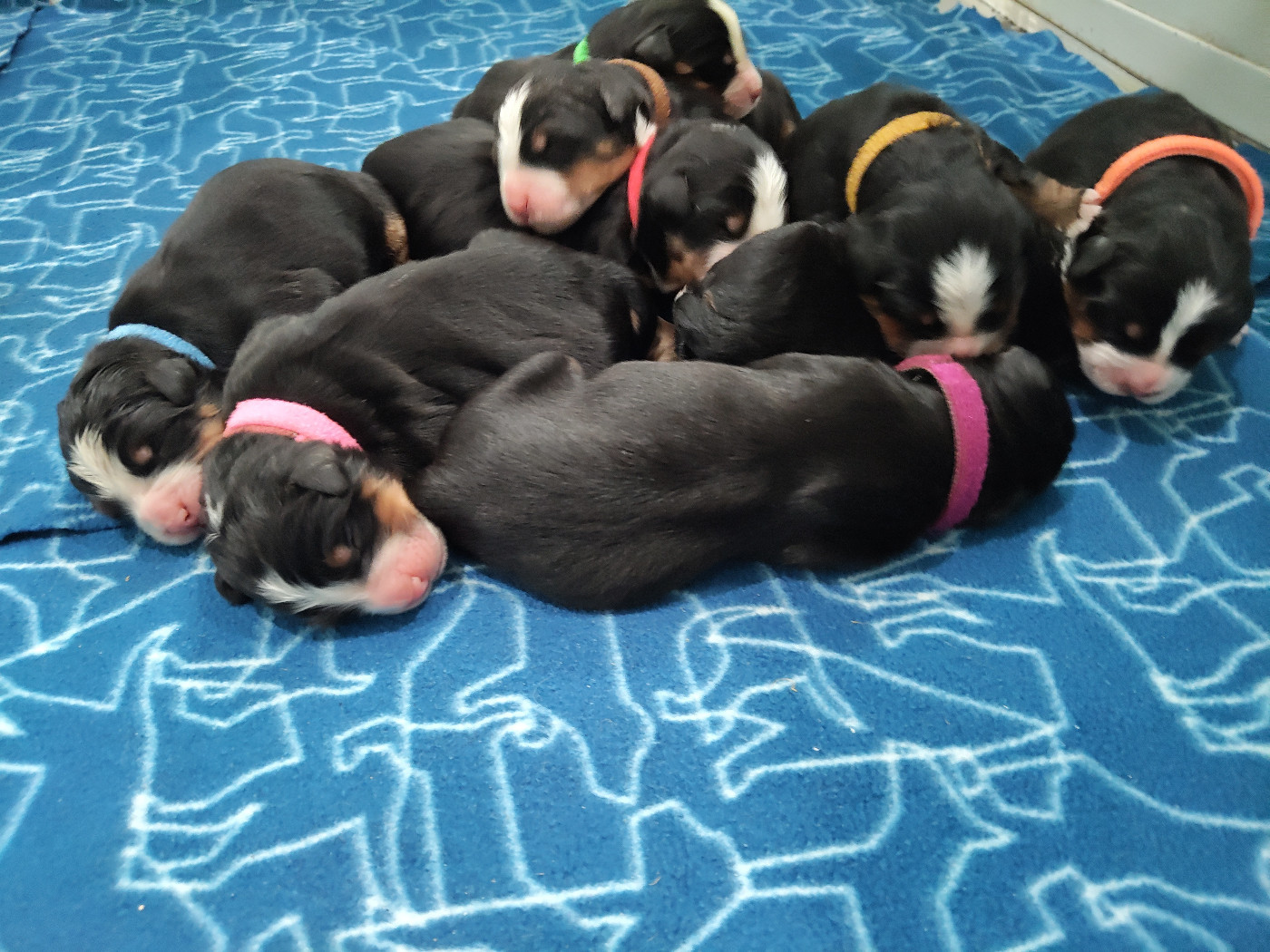 De La Cathedrale Des Ours - Chiots disponibles - Bouvier Bernois
