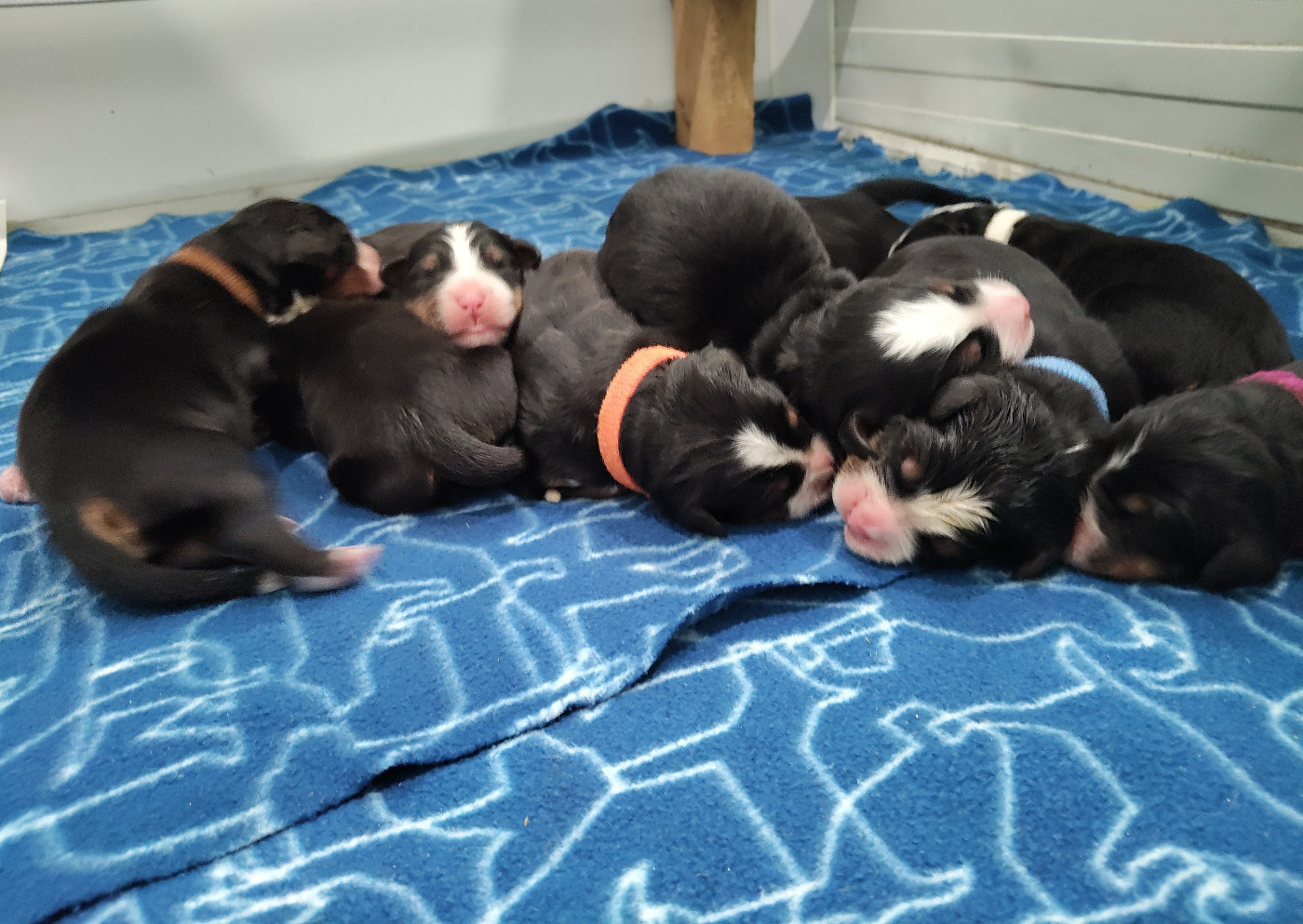 De La Cathedrale Des Ours - Chiots disponibles - Bouvier Bernois