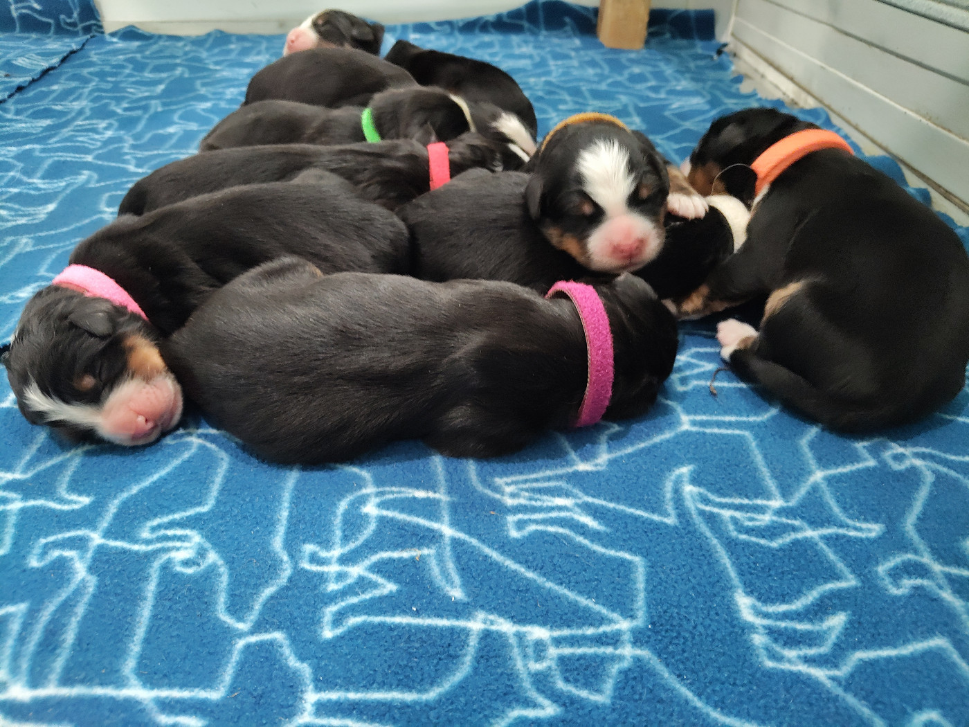 De La Cathedrale Des Ours - Chiots disponibles - Bouvier Bernois