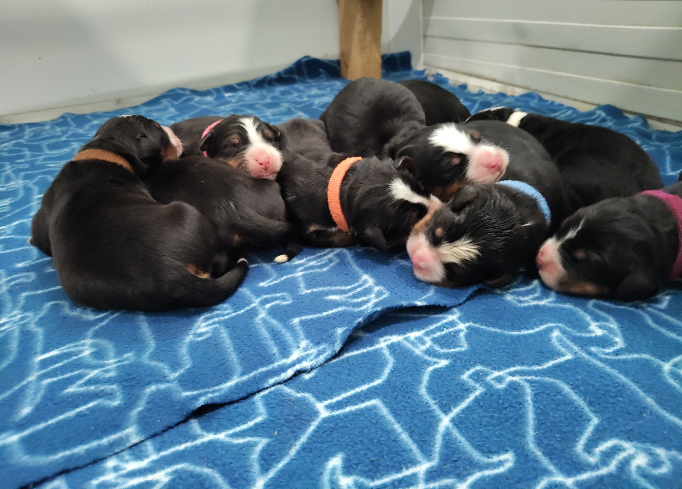 De La Cathedrale Des Ours - Chiots disponibles - Bouvier Bernois