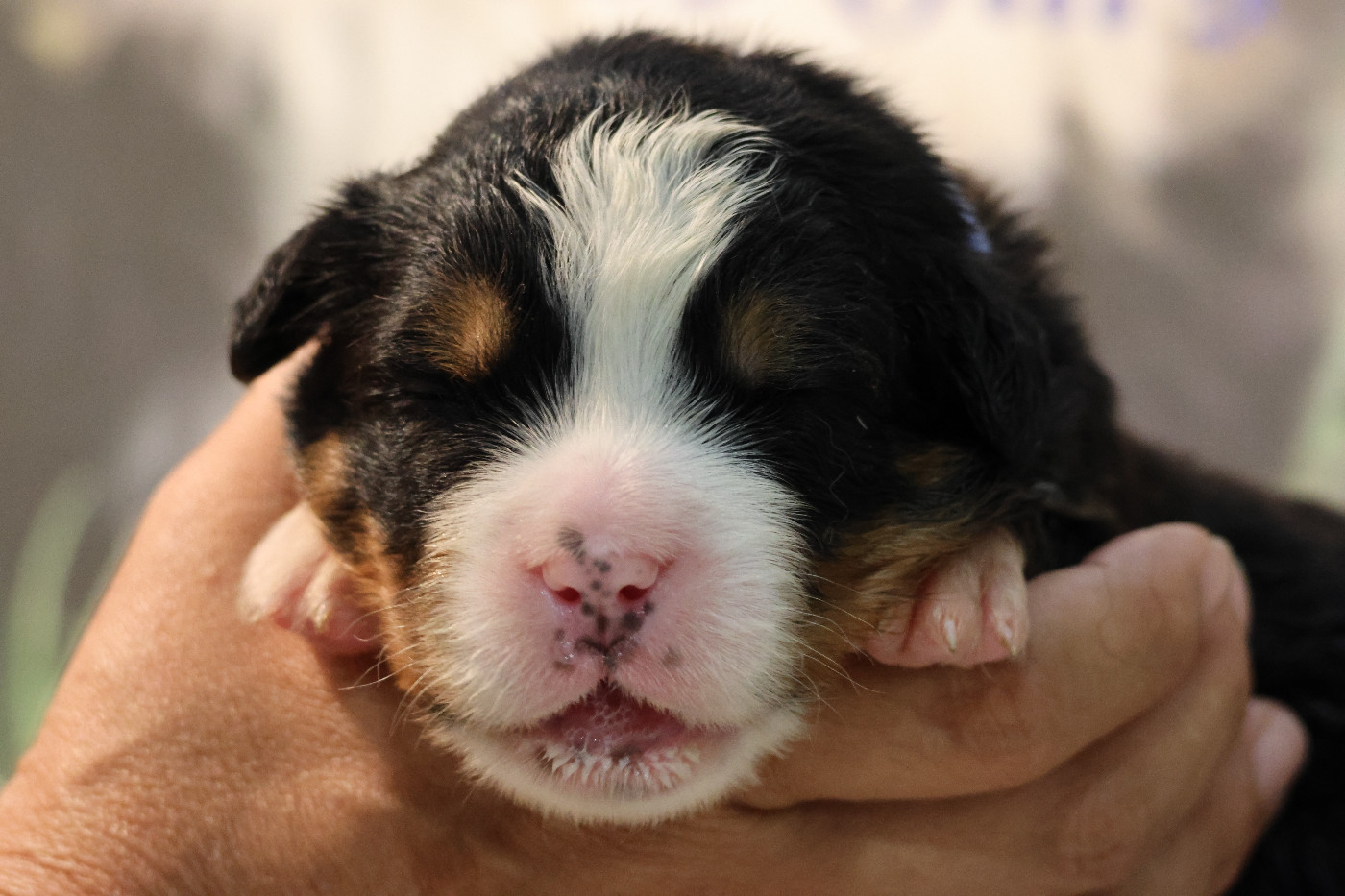 De La Cathedrale Des Ours - Chiots disponibles - Bouvier Bernois