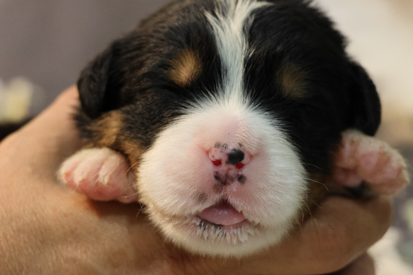 De La Cathedrale Des Ours - Chiots disponibles - Bouvier Bernois