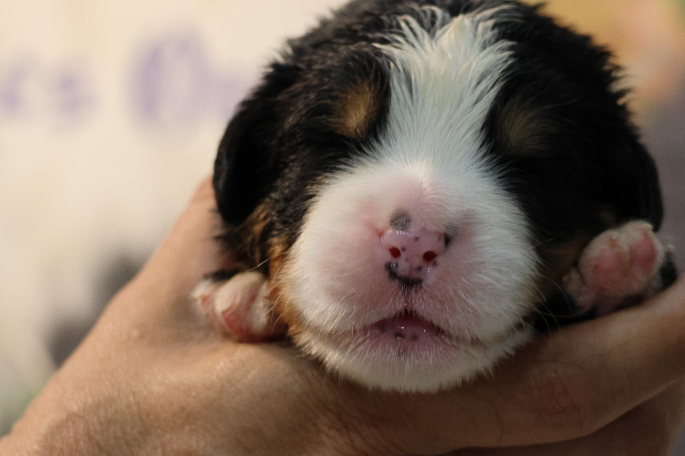De La Cathedrale Des Ours - Chiots disponibles - Bouvier Bernois