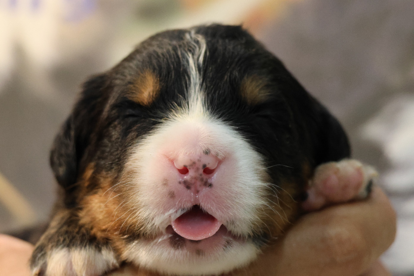 De La Cathedrale Des Ours - Chiots disponibles - Bouvier Bernois