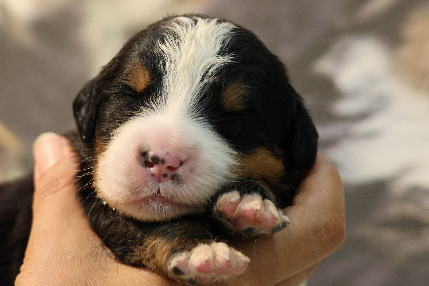 De La Cathedrale Des Ours - Chiots disponibles - Bouvier Bernois