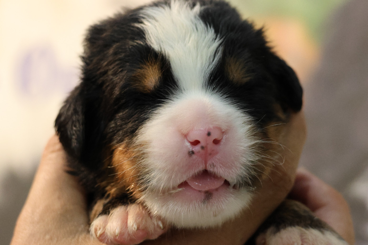 De La Cathedrale Des Ours - Chiots disponibles - Bouvier Bernois