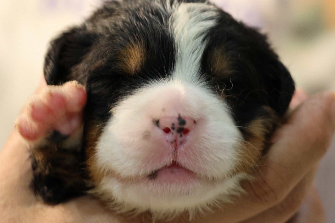 De La Cathedrale Des Ours - Chiots disponibles - Bouvier Bernois