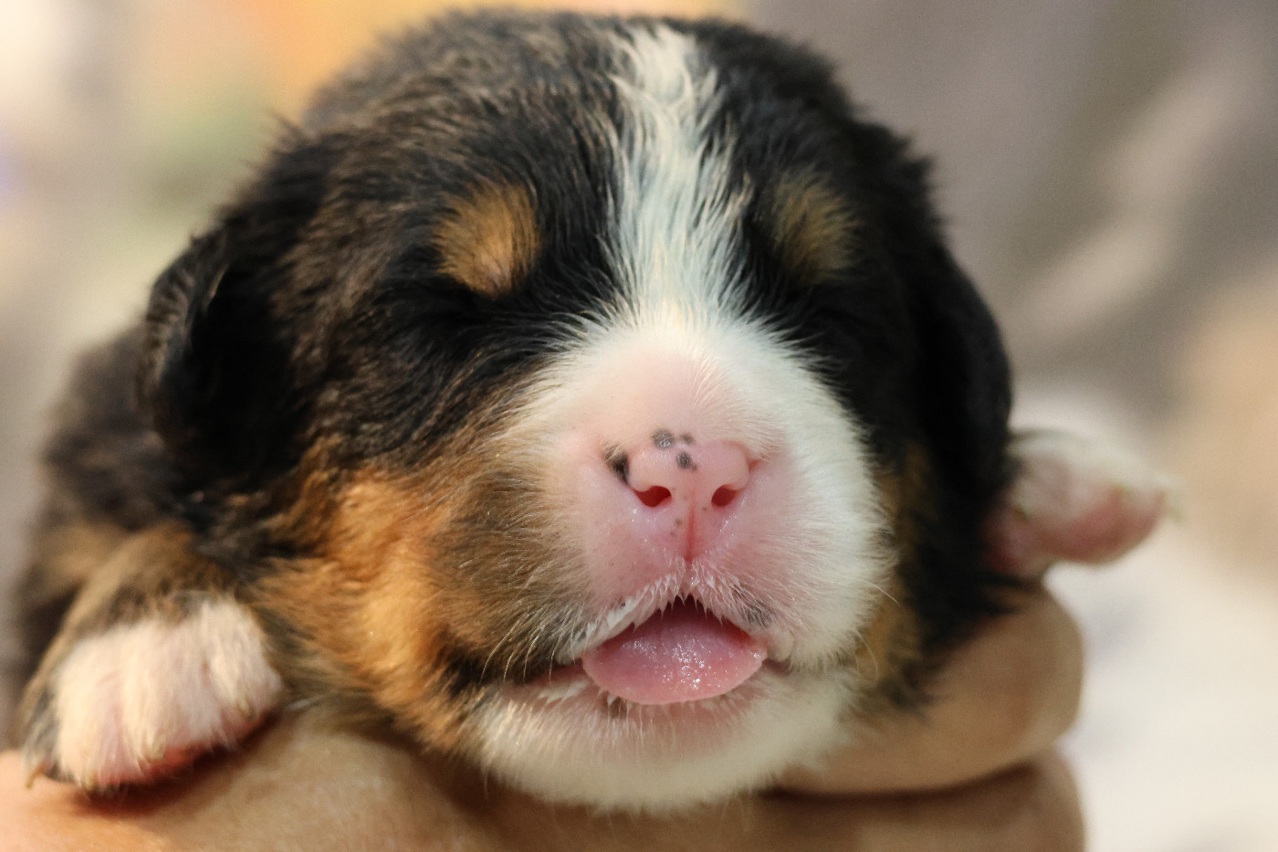 De La Cathedrale Des Ours - Chiots disponibles - Bouvier Bernois