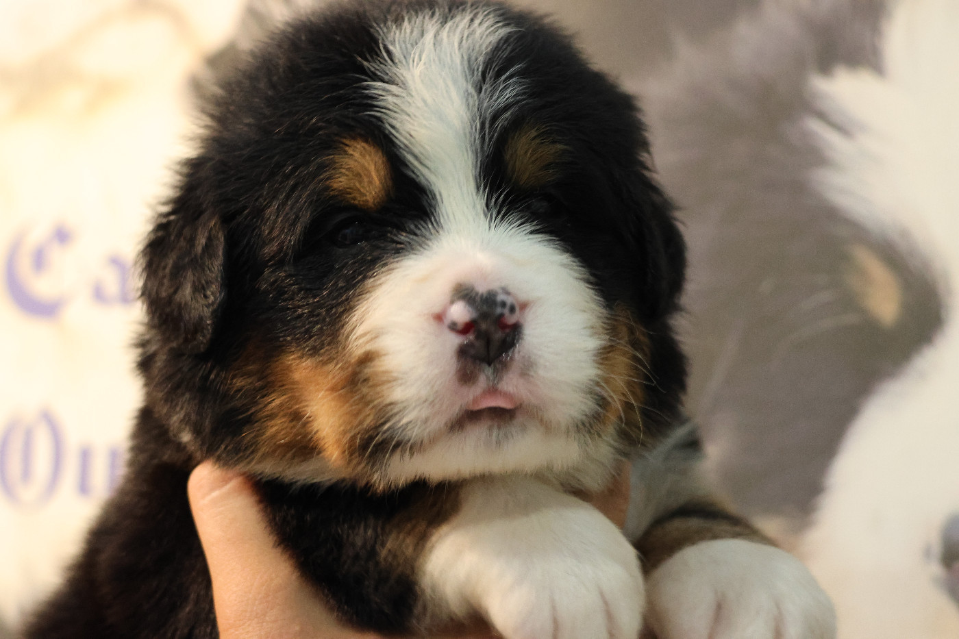 De La Cathedrale Des Ours - Chiots disponibles - Bouvier Bernois