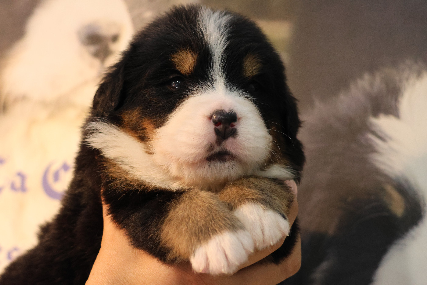 De La Cathedrale Des Ours - Chiots disponibles - Bouvier Bernois