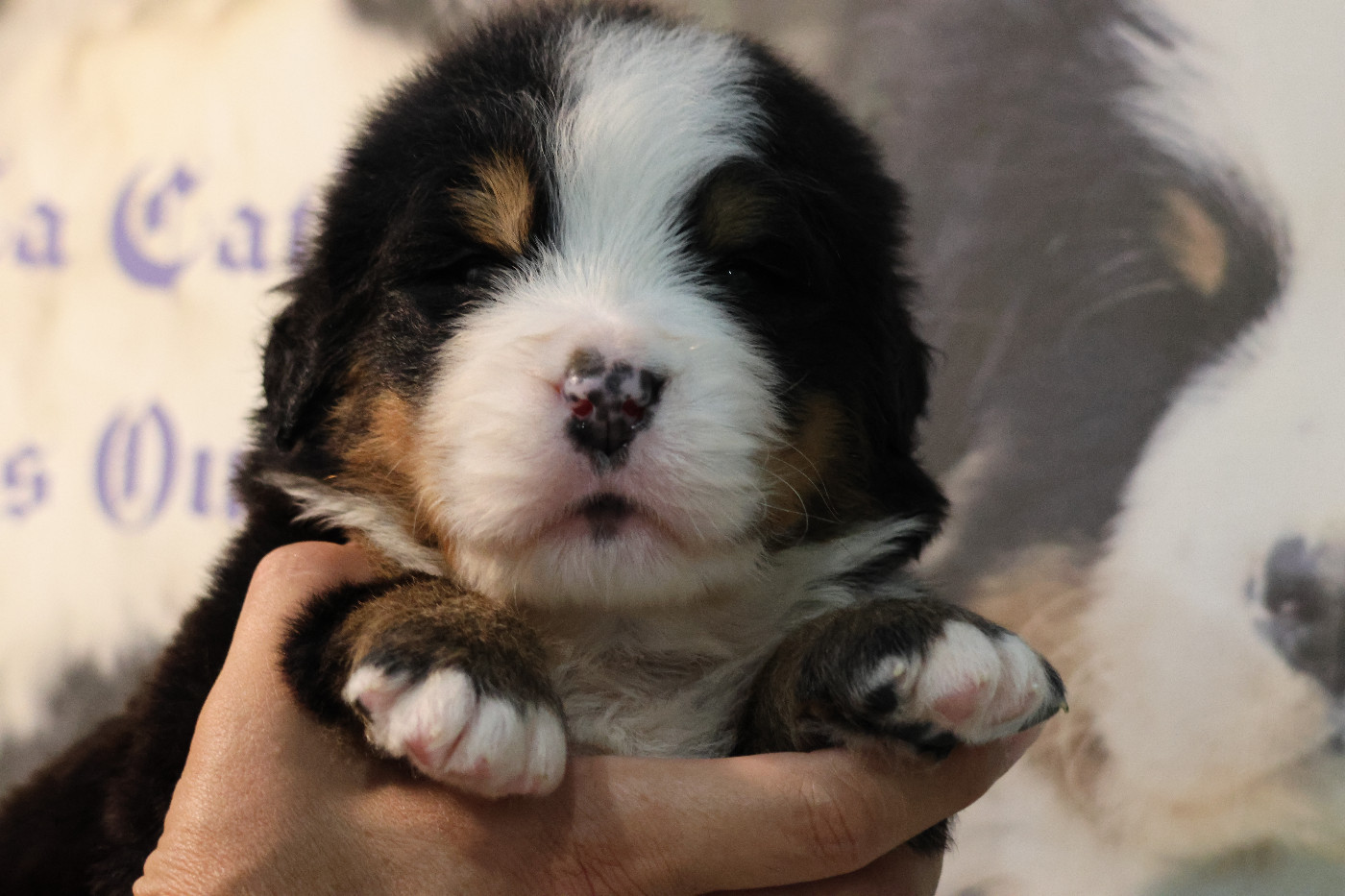 De La Cathedrale Des Ours - Chiots disponibles - Bouvier Bernois