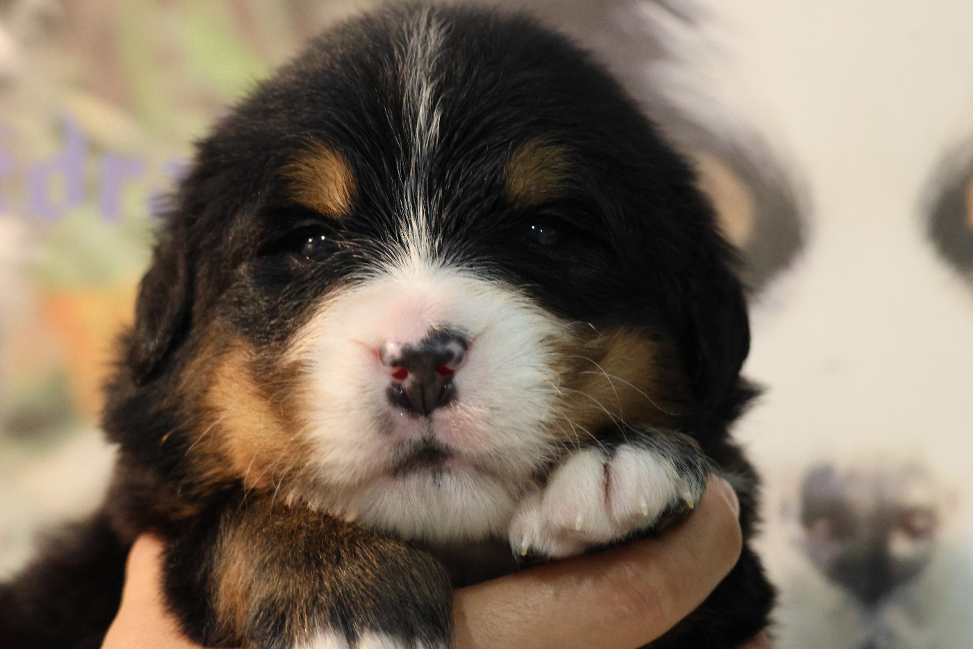 De La Cathedrale Des Ours - Chiots disponibles - Bouvier Bernois