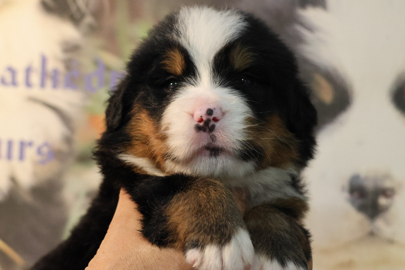 De La Cathedrale Des Ours - Chiots disponibles - Bouvier Bernois