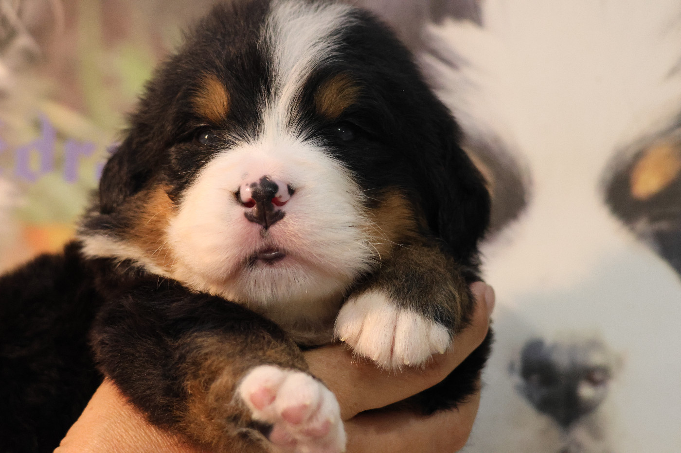 De La Cathedrale Des Ours - Chiots disponibles - Bouvier Bernois