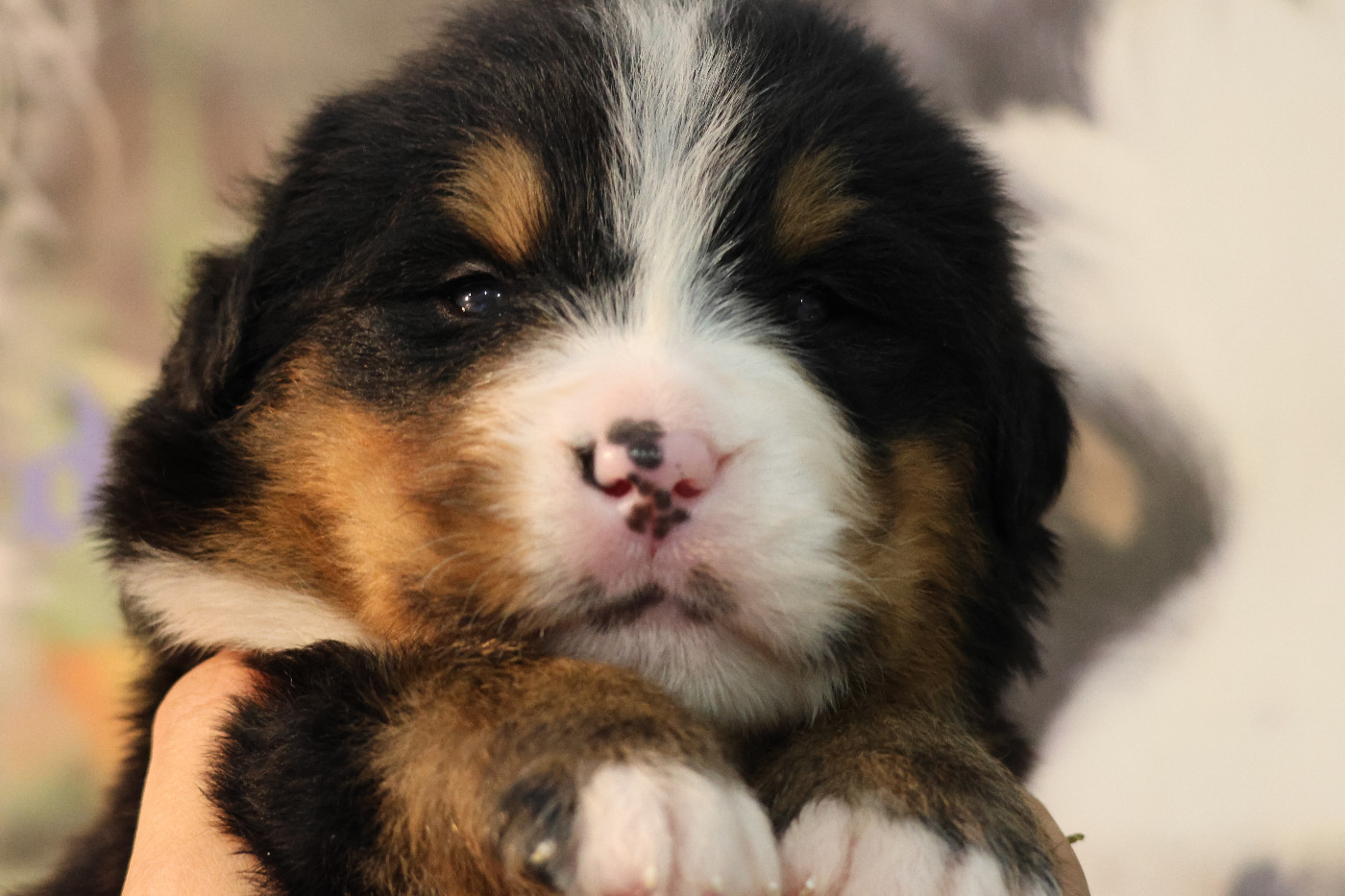 De La Cathedrale Des Ours - Chiots disponibles - Bouvier Bernois