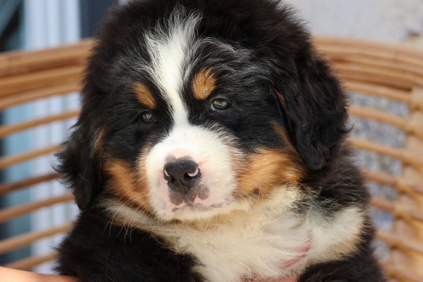 De La Cathedrale Des Ours - Chiots disponibles - Bouvier Bernois