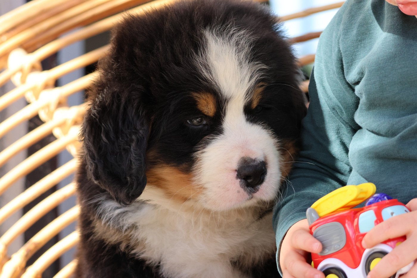 De La Cathedrale Des Ours - Chiots disponibles - Bouvier Bernois