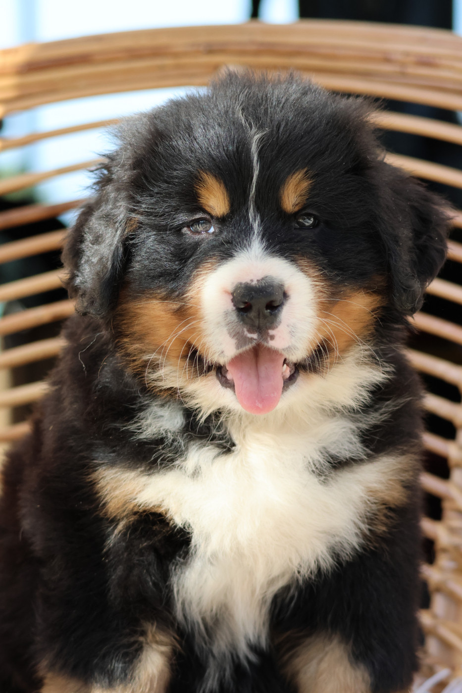 De La Cathedrale Des Ours - Chiots disponibles - Bouvier Bernois