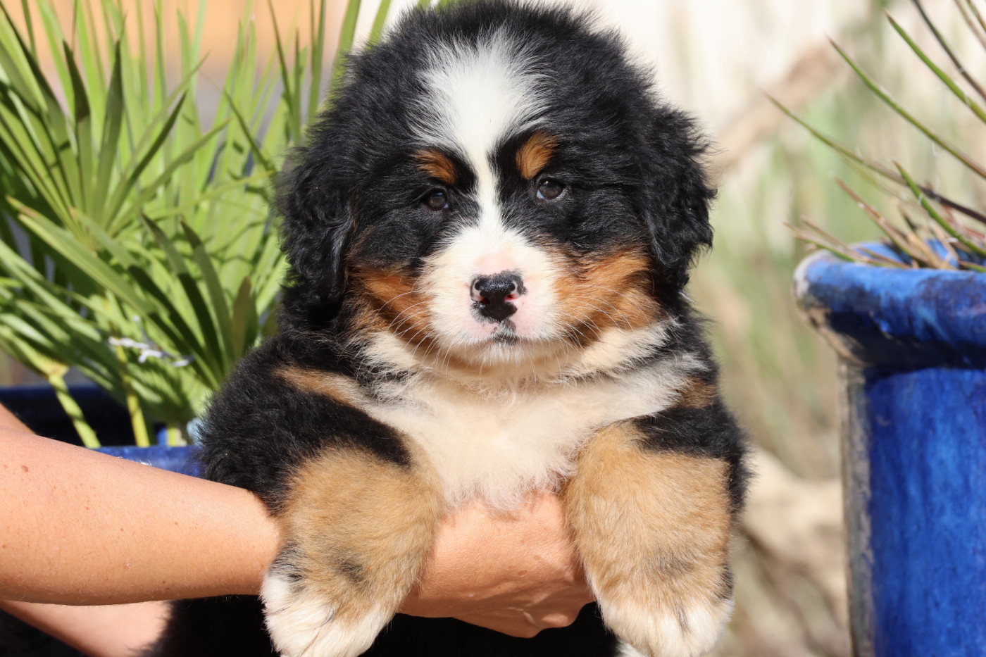 De La Cathedrale Des Ours - Chiots disponibles - Bouvier Bernois