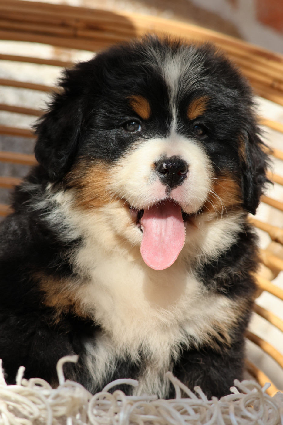 De La Cathedrale Des Ours - Chiots disponibles - Bouvier Bernois