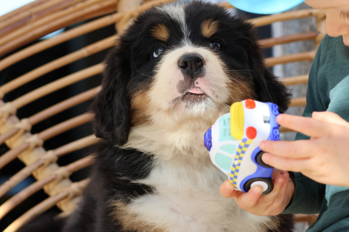 De La Cathedrale Des Ours - Chiots disponibles - Bouvier Bernois