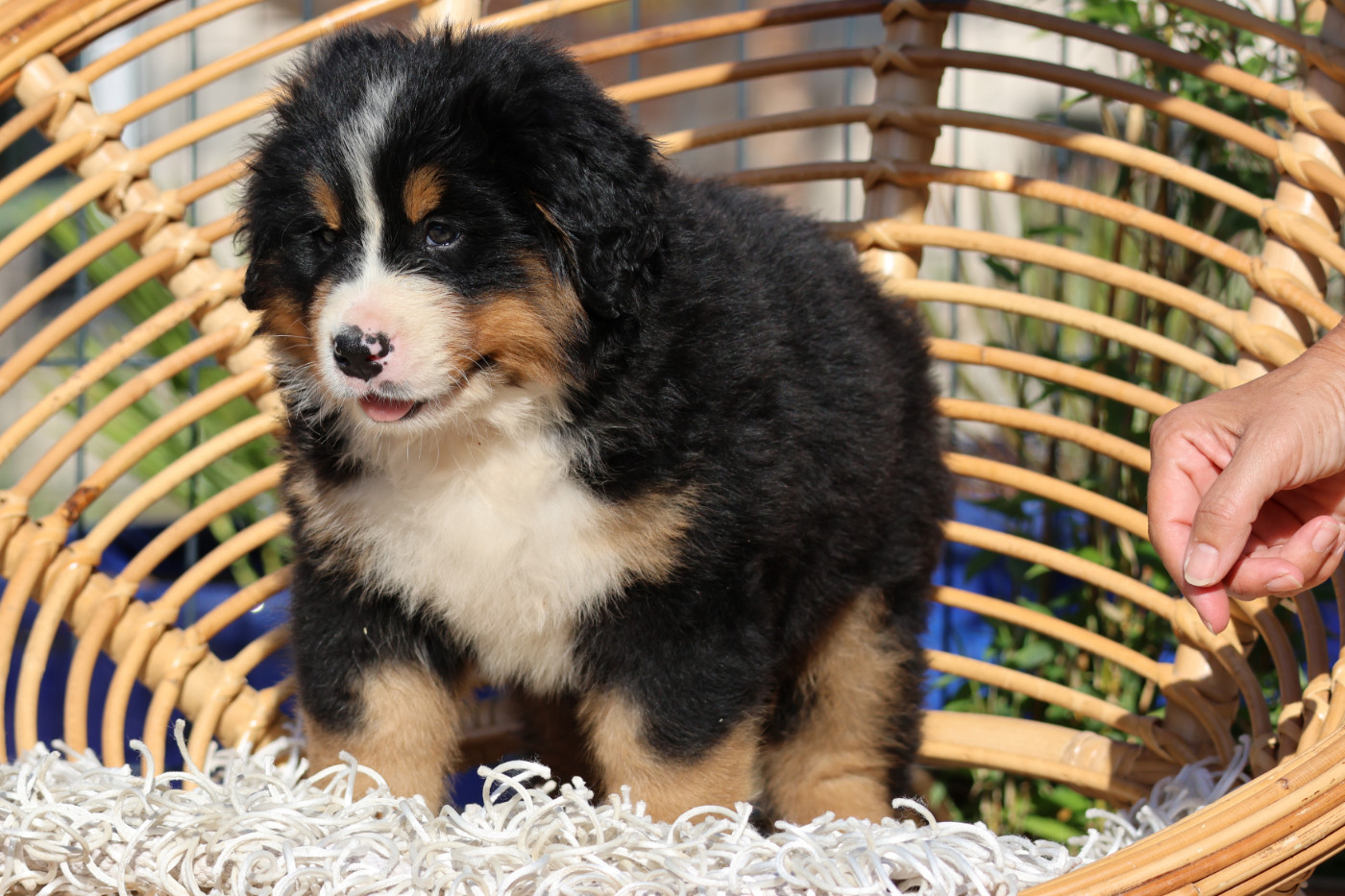 De La Cathedrale Des Ours - Chiots disponibles - Bouvier Bernois