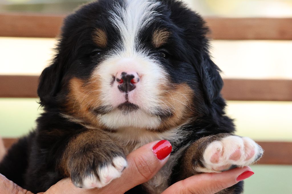 De La Cathedrale Des Ours - Chiots disponibles - Bouvier Bernois
