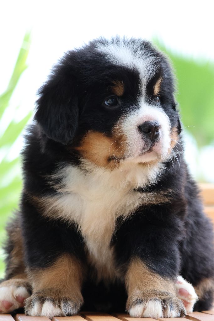 De La Cathedrale Des Ours - Chiots disponibles - Bouvier Bernois