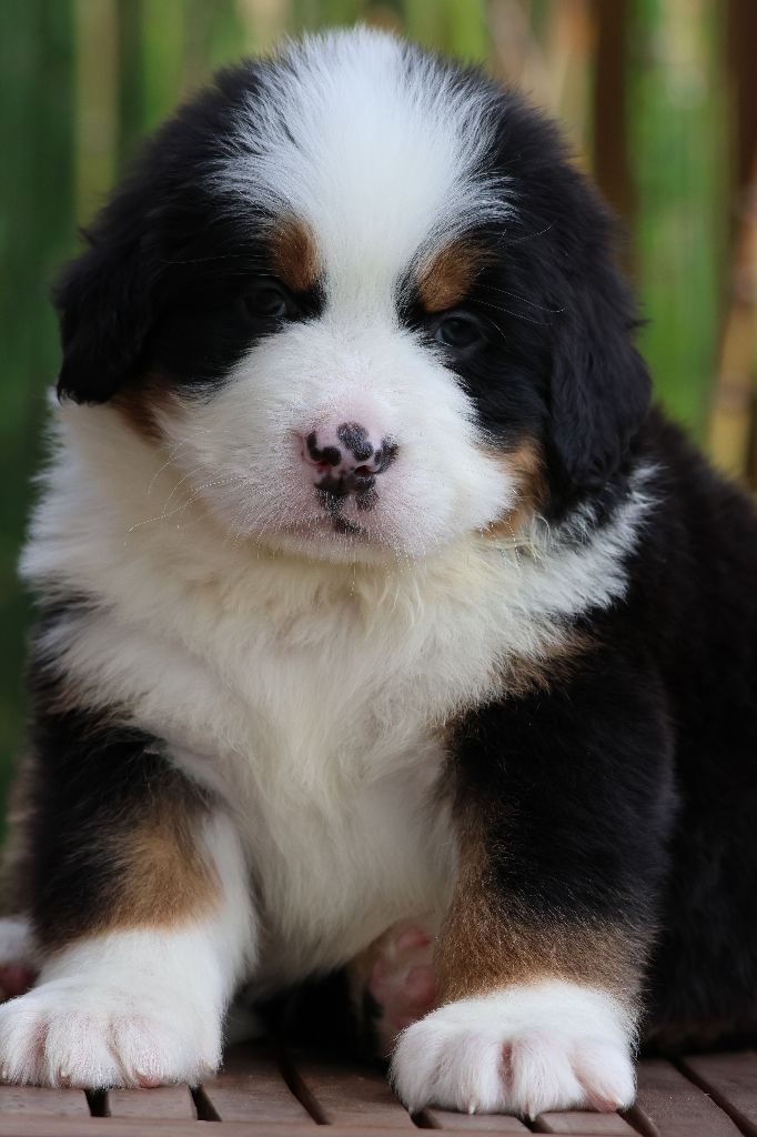 De La Cathedrale Des Ours - Chiots disponibles - Bouvier Bernois
