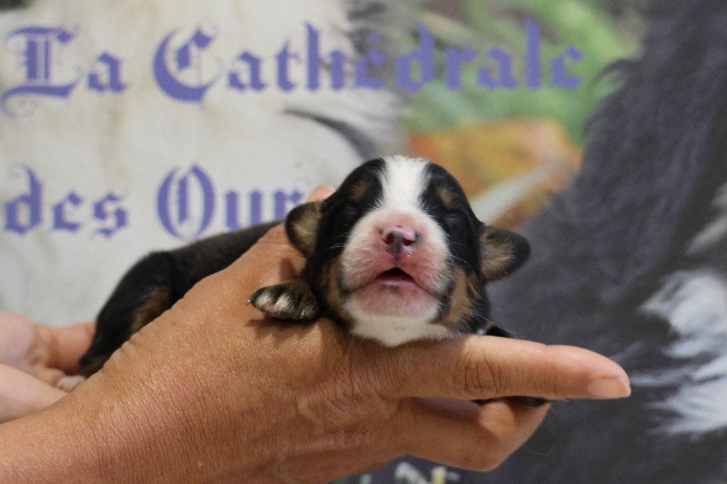 De La Cathedrale Des Ours - Chiots disponibles - Bouvier Bernois