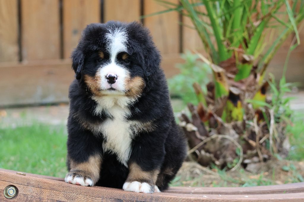 De La Cathedrale Des Ours - Chiots disponibles - Bouvier Bernois