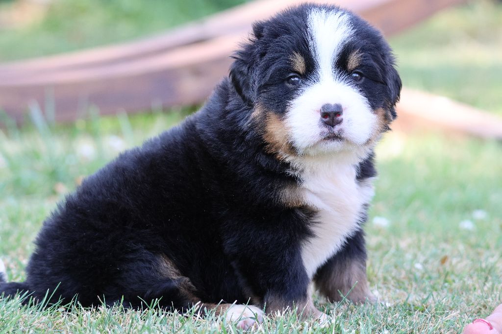 De La Cathedrale Des Ours - Chiots disponibles - Bouvier Bernois