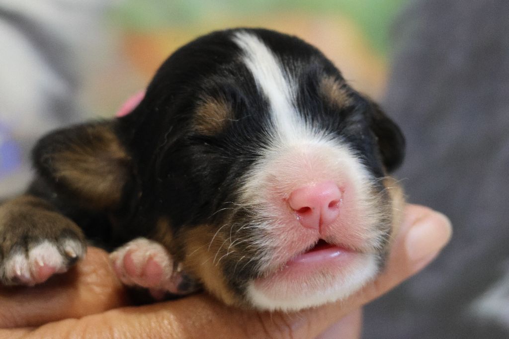 De La Cathedrale Des Ours - Chiots disponibles - Bouvier Bernois