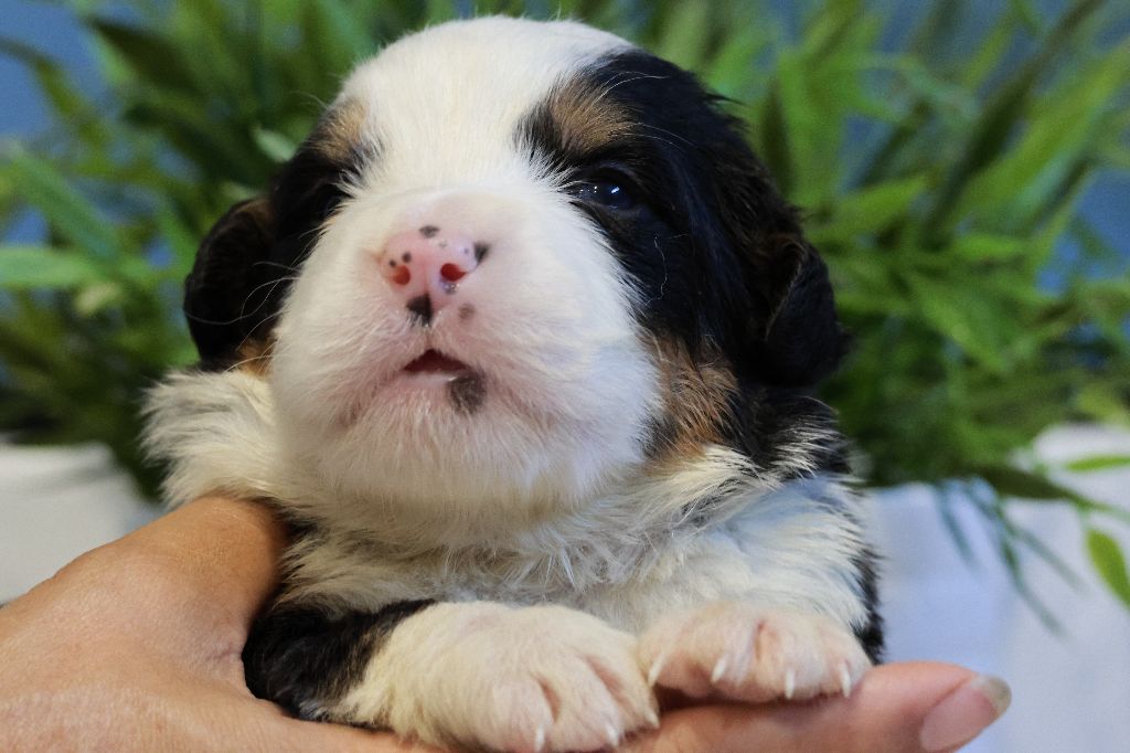 De La Cathedrale Des Ours - Chiots disponibles - Bouvier Bernois