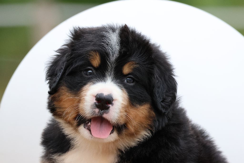 De La Cathedrale Des Ours - Chiots disponibles - Bouvier Bernois