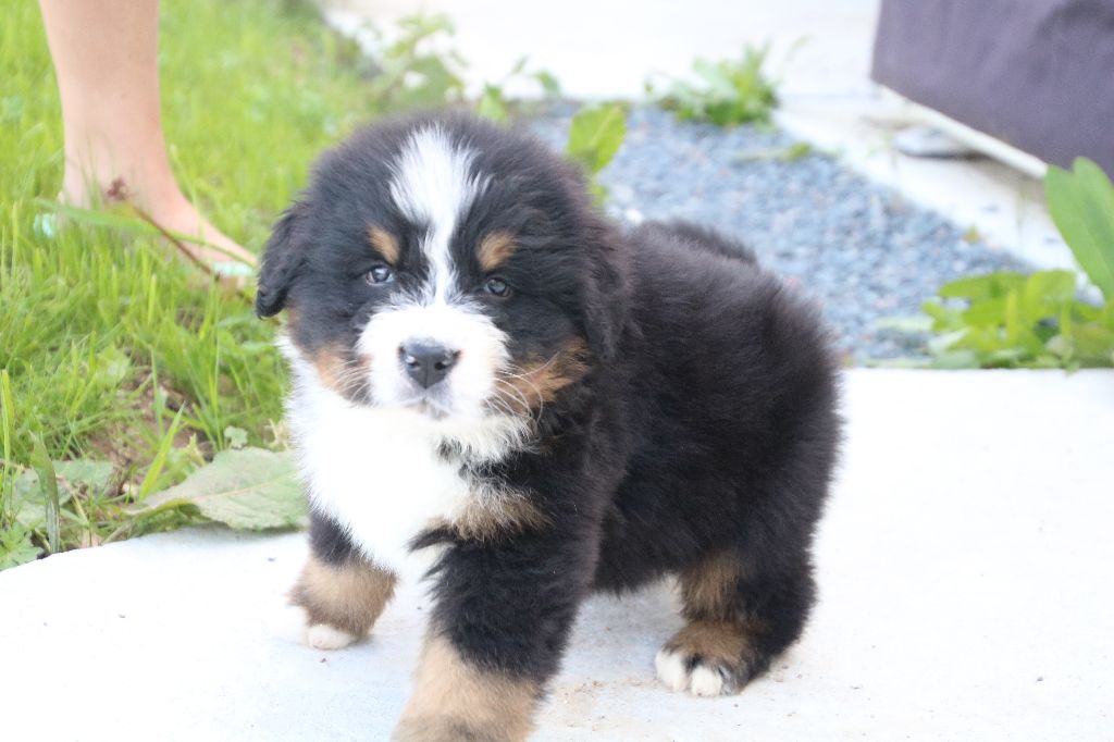 De La Cathedrale Des Ours - Bouvier Bernois - Portée née le 27/02/2023