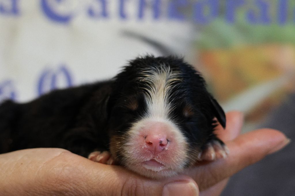 De La Cathedrale Des Ours - Chiots disponibles - Bouvier Bernois