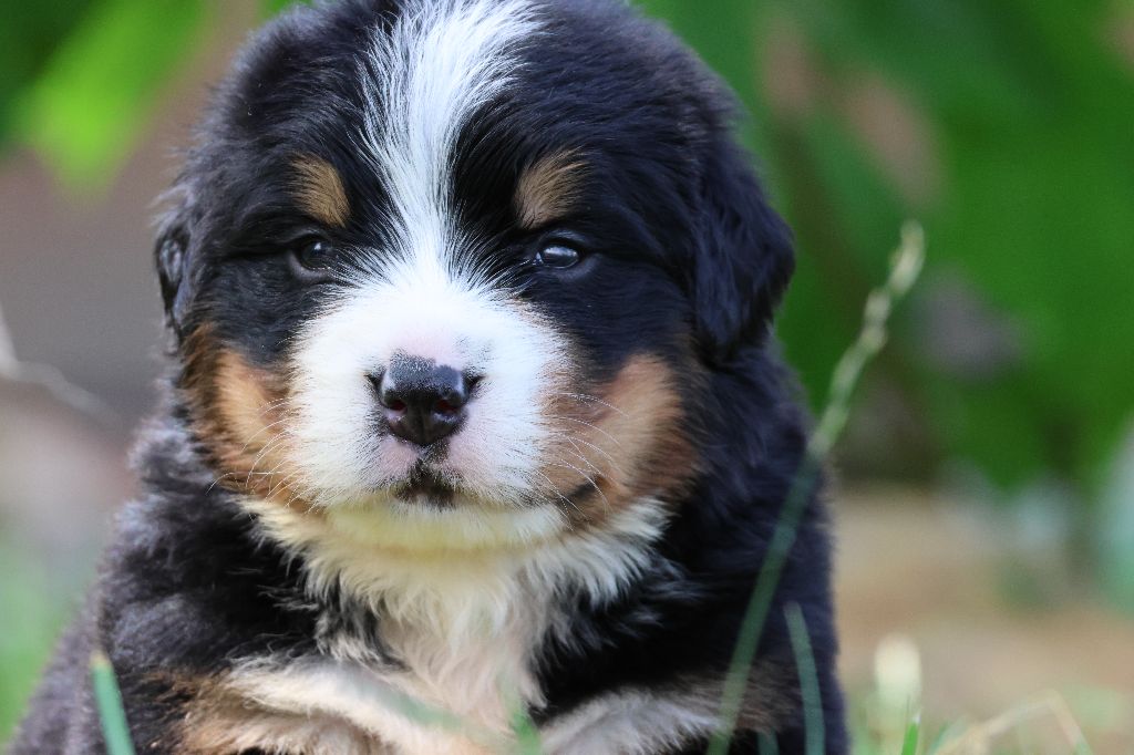 De La Cathedrale Des Ours - Chiots disponibles - Bouvier Bernois
