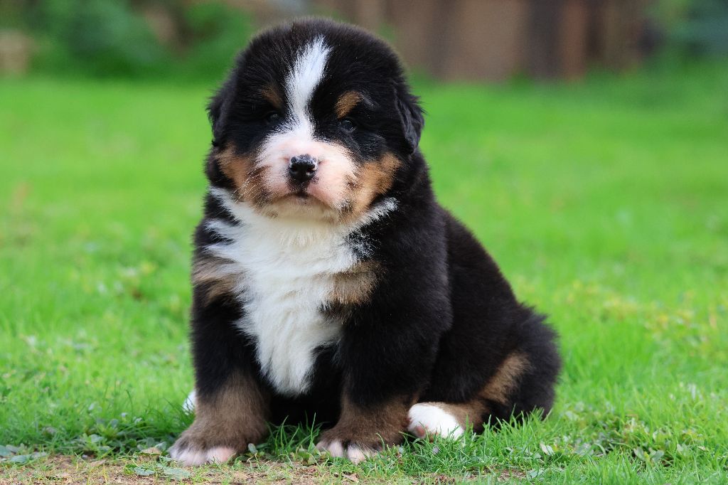 De La Cathedrale Des Ours - Chiots disponibles - Bouvier Bernois