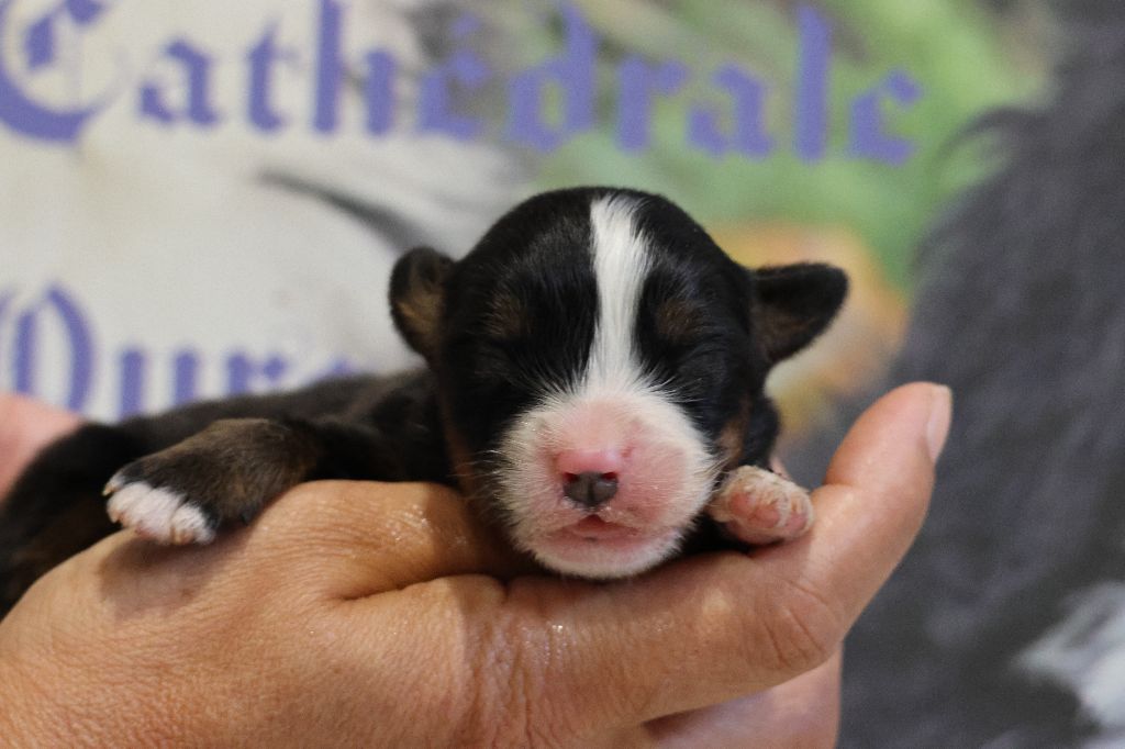 De La Cathedrale Des Ours - Chiots disponibles - Bouvier Bernois