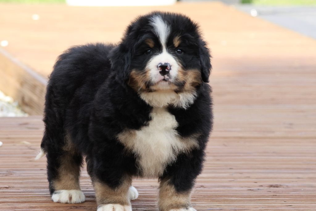 De La Cathedrale Des Ours - Chiots disponibles - Bouvier Bernois