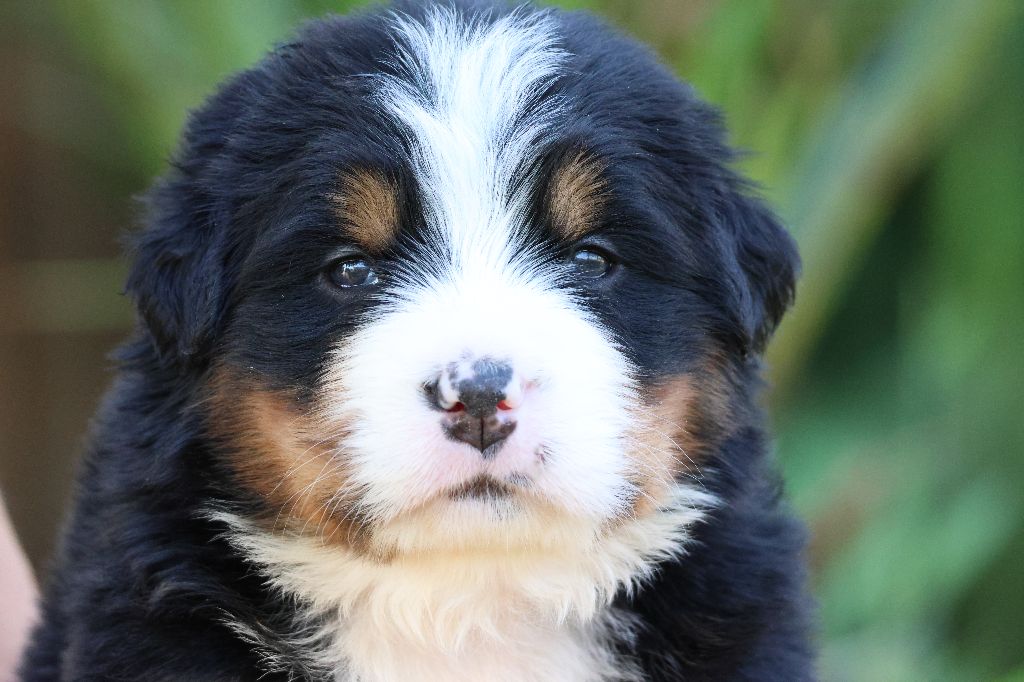 De La Cathedrale Des Ours - Chiots disponibles - Bouvier Bernois