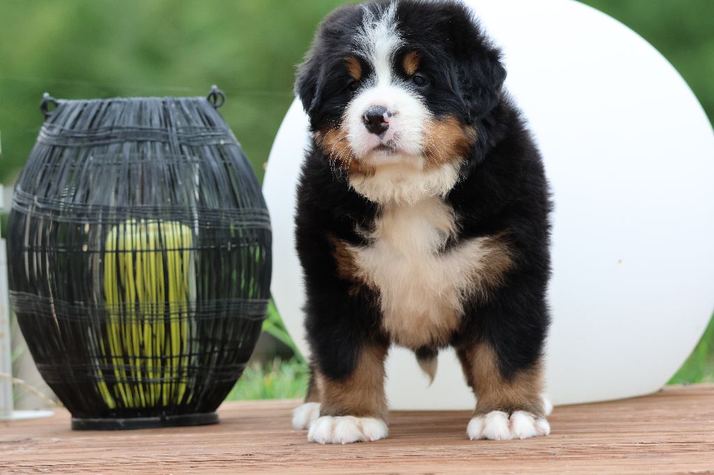 De La Cathedrale Des Ours - Chiots disponibles - Bouvier Bernois