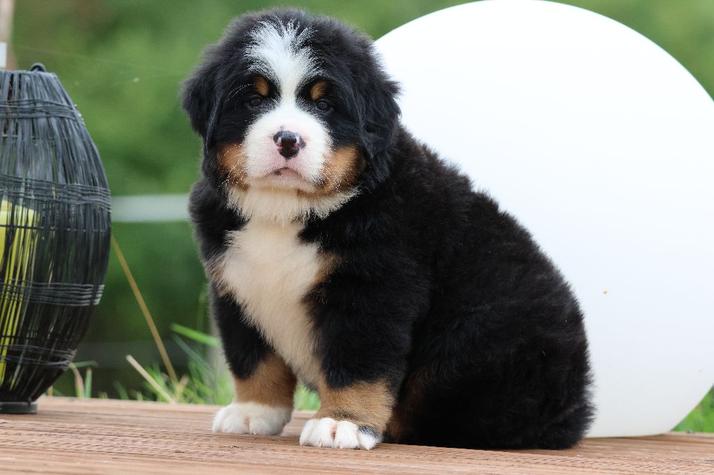De La Cathedrale Des Ours - Chiots disponibles - Bouvier Bernois
